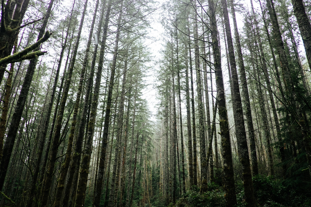 ARCHIVE NO. I: EARTH