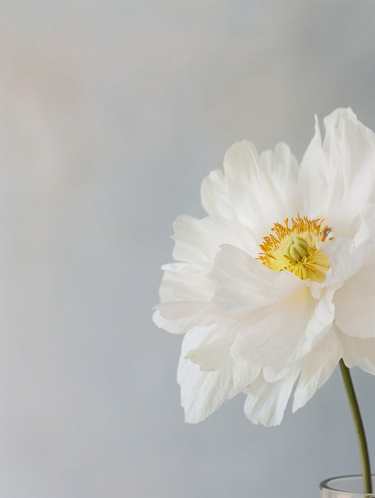 ARCHIVE NO. XIII: SPRING